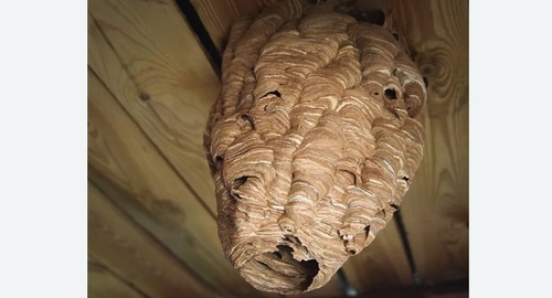 Обработка от шершней в Кирсе