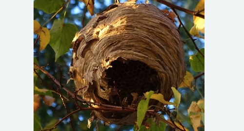 Уничтожение шершней в Кирсе