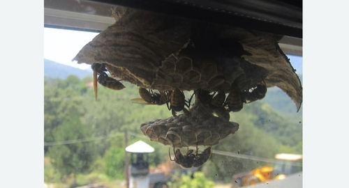 Уничтожение гнёзд шершней в Кирсе