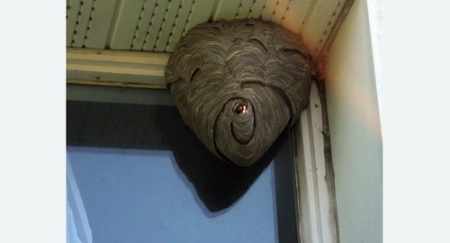 Уничтожение ос в Кирсе