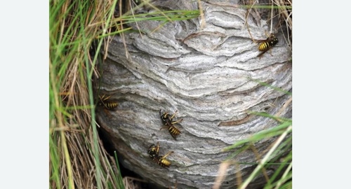 Уничтожение ос и ульев в Кирсе