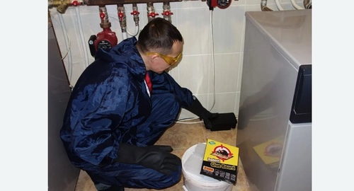 Дератизация крыс. Кирс