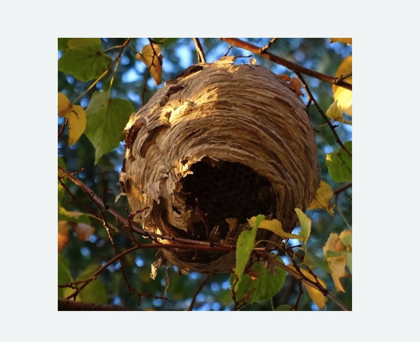 Обработка от шершней в Кирсе