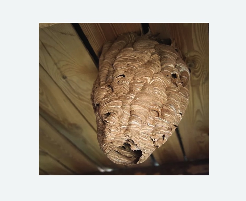 обработка от шершней в Кирсе