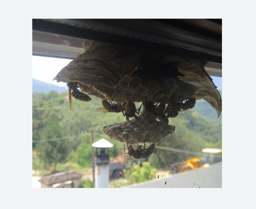 Уничтожение гнёзд шершней в Кирсе