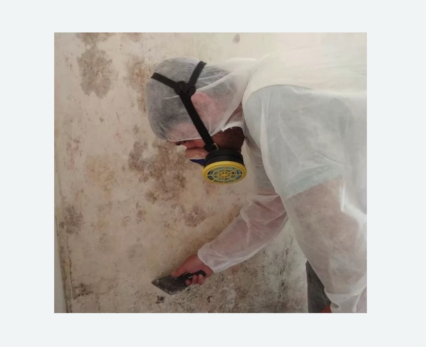 Обработка стен от плесени в Кирсе