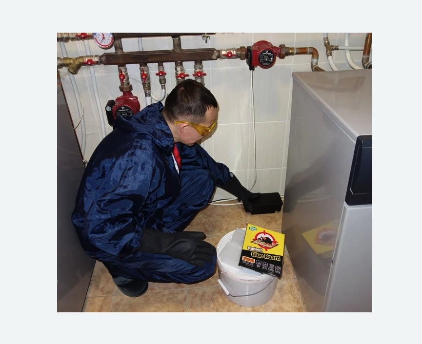 Уничтожение крыс в Кирсе