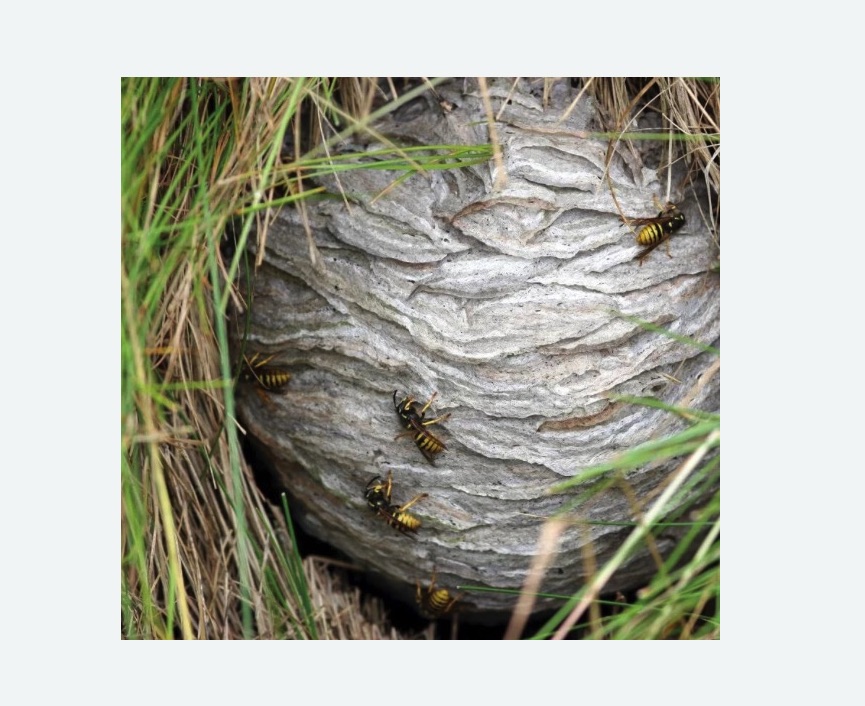 Уничтожение ос и ульев в Кирсе